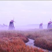 Picture Of Fog Field Windmills